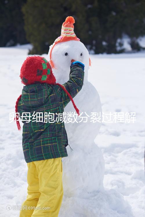 卵母細(xì)胞減數(shù)分裂過程解讀,從出生到成熟必經(jīng)這3個(gè)階段