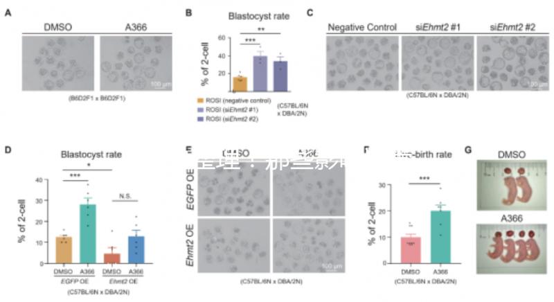 吐血整理！那些影響試管嬰兒成功率的因素