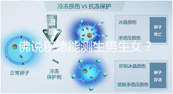 佛說積德能測(cè)生男生女？60秒說清楚胎兒性別是否天注定