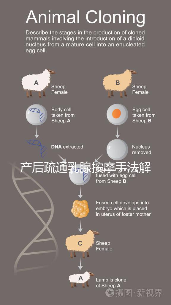 產后疏通乳腺按摩手法解密，不用吸奶器輕松搞定堵奶、奶結