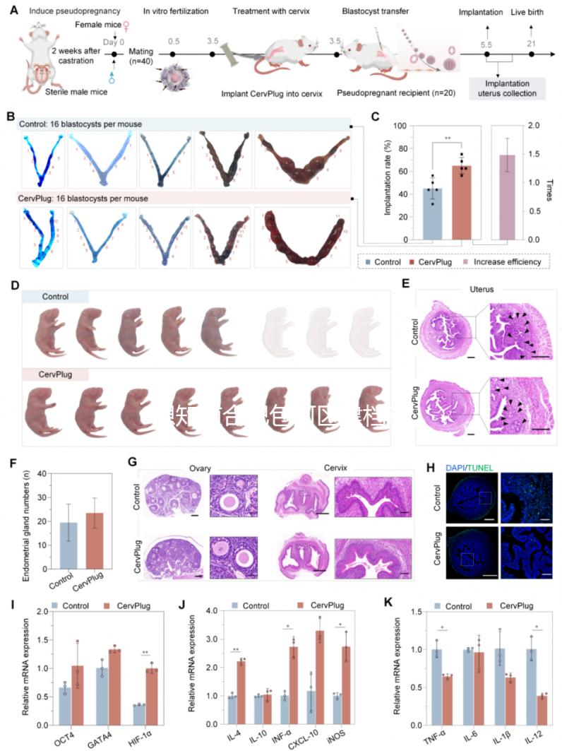 想知道合肥包河區(qū)建檔流程戳進(jìn)來，一文說清要不要結(jié)婚證