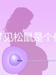 孕婦夢見松鼠是個什么樣的胎夢?相關寓意解讀