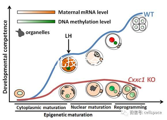 試管嬰兒技術全流程科普：促排、受精、移植等關鍵步驟詳解