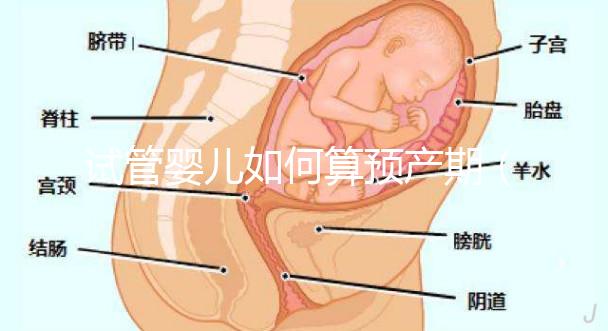 試管嬰兒如何算預(yù)產(chǎn)期（試管嬰兒如何算預(yù)產(chǎn)期計算器）