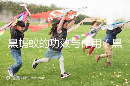 黑螞蟻的功效與作用(黑螞蟻的功效與作用及副作用)