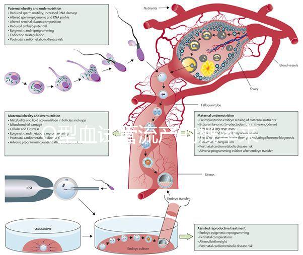 O型血試管流產(chǎn)的概率來(lái)了,不知道該怎么辦