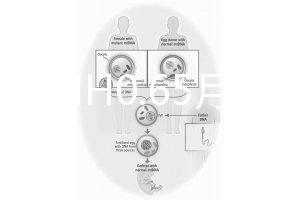 33歲AMH0.65月經(jīng)正常能做試管嬰兒嗎?